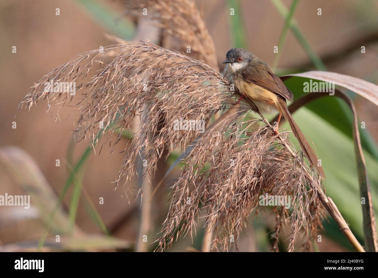 Gelbbauchige Prinia (Prinia flaviventris), Seitenansicht eines Erwachsenen, der auf einem Phragmitenreed thront, Hongkong 8.. April 2022 Stockfoto