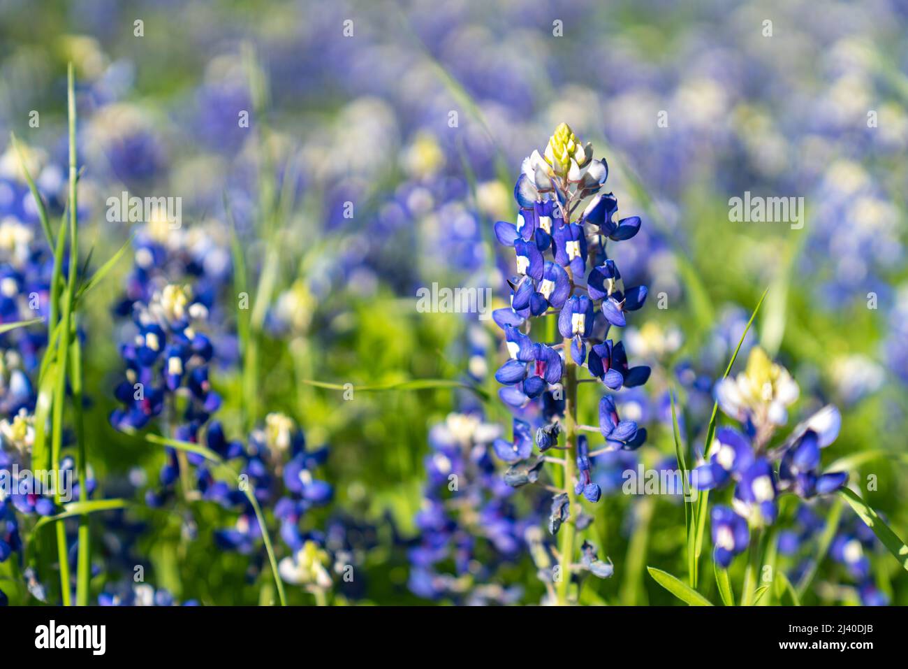 Nahaufnahme von blühenden Bluebonnets in Nord-Texas, im Land außerhalb von Ennis, Texas. Stockfoto