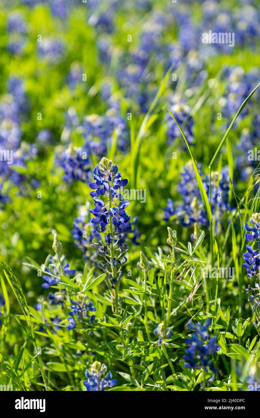 Nahaufnahme von blühenden Bluebonnets in Nord-Texas, im Land außerhalb von Ennis, Texas. Stockfoto