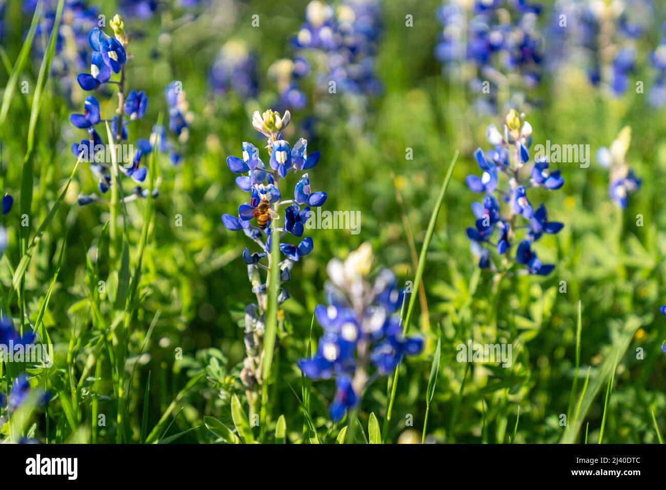 Ganz aus der Nähe sehen Sie bluebonnets in Texas mit einer Biene auf der Blume. Stockfoto