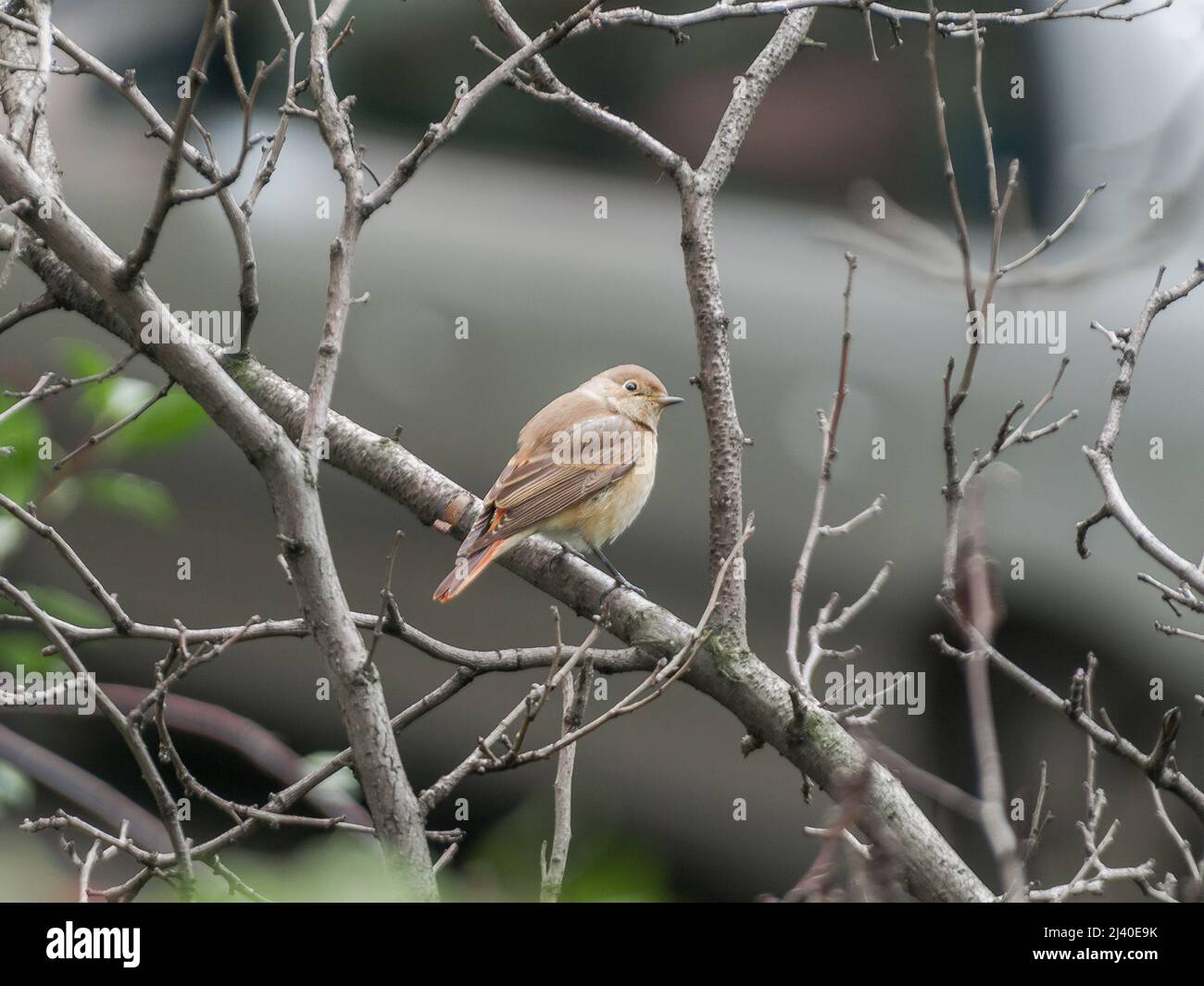 Der Rottanz-Vogel. Im städtischen Umfeld Stockfoto