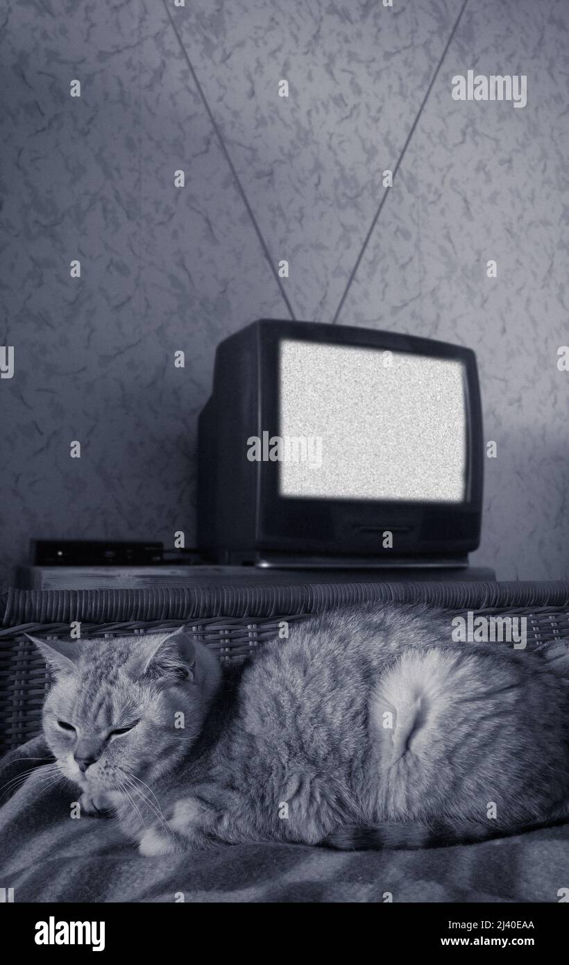 britische Katze auf dem Bett in der Nähe eines alten analogen Fernsehgeräts mit Retro-Antenne ohne Signal Stockfoto