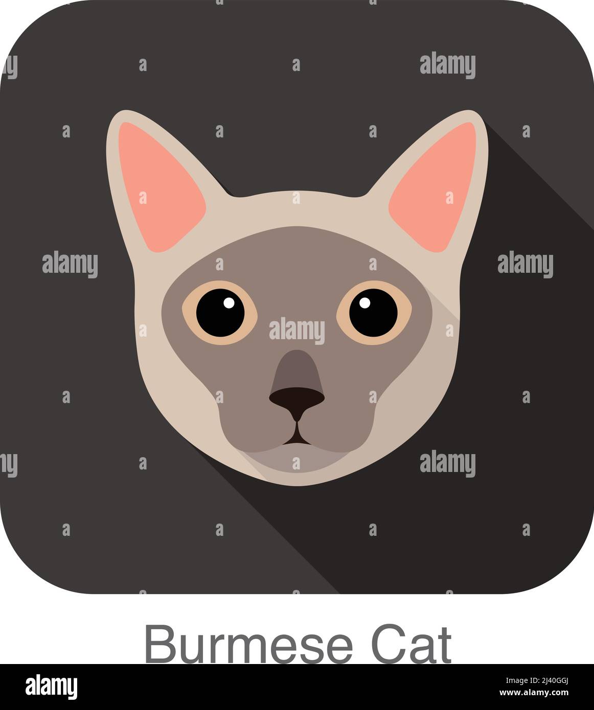 Birmanische Katze, Katze Rasse Gesicht Cartoon flache Icon-design Stock Vektor