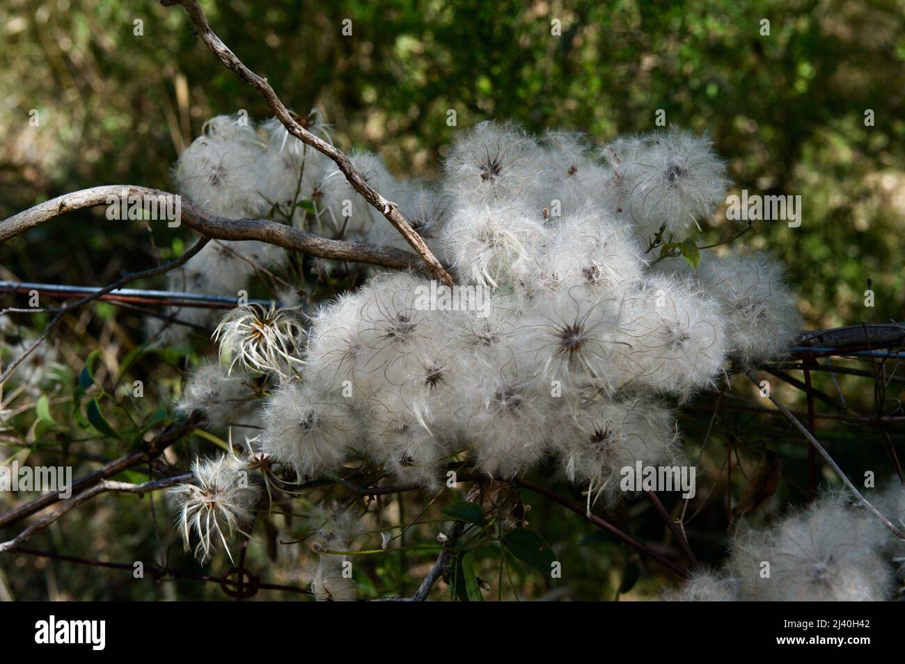 Old man's Beard ist der Saatkopf des australischen Clematis (Clematis Aristata), auch Ziegenbart genannt. Blackburn Lake Reserve in Victoria, Australien. Stockfoto