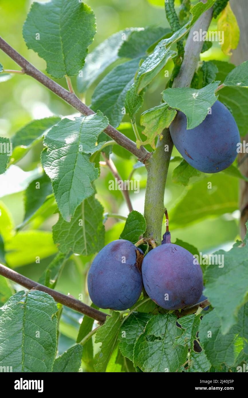 Pflaume „Laxton's Cropper“. Kulinarische Pflaume. Prunus domestica „Laxton's Cropper“. Reife Pflaumen auf einem Baum Stockfoto