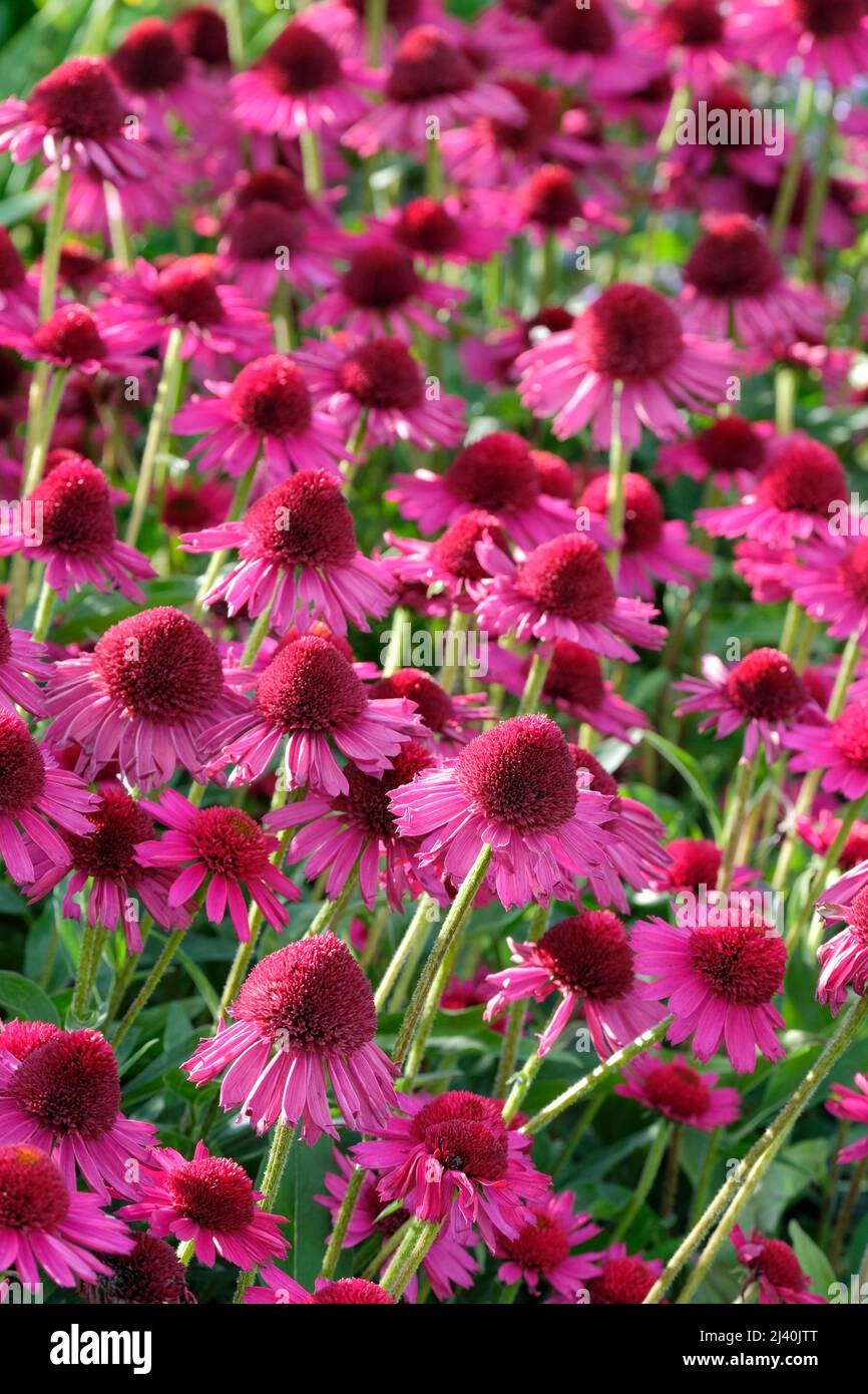 Echinacea Delicious Candy, Echinacea 'Noortdeli', Coneflower Delicious Candy. Echinacea „Sensation Double“. Doppelt, rosa, Blütenköpfe mit rötlichen Stiften Stockfoto