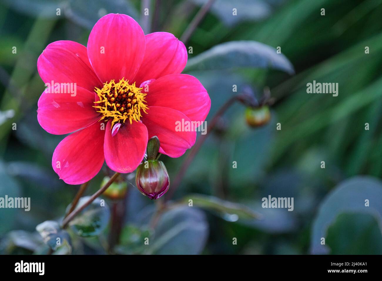 Dahlia „Roxy“. Eine Dahlie vom Typ Peony oder Single mit dunkelmagenta-rosa Blüten Stockfoto