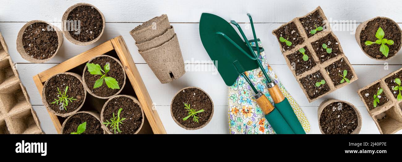 Topfblüten, die in biologisch abbaubaren Torfmoos-Töpfen auf weißem Holzhintergrund wachsen. Zero Waste, Recycling, plastikfrei, Gartenkonzept. Bis Stockfoto