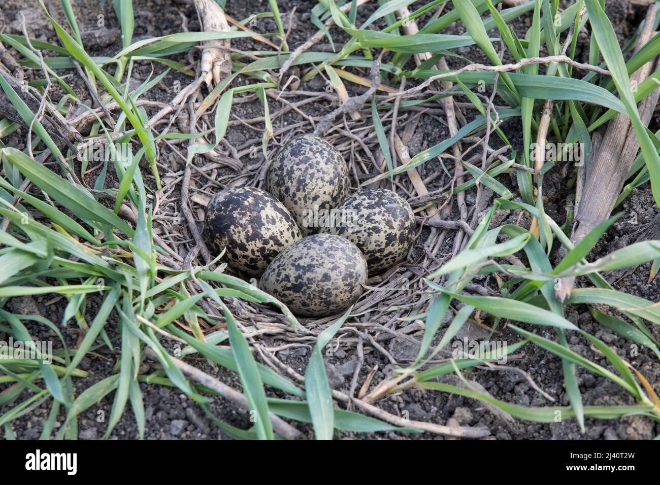 Kiebitz-Gelege, nördliche Kiebitzkupplung, Vanellus vanellus Stockfoto