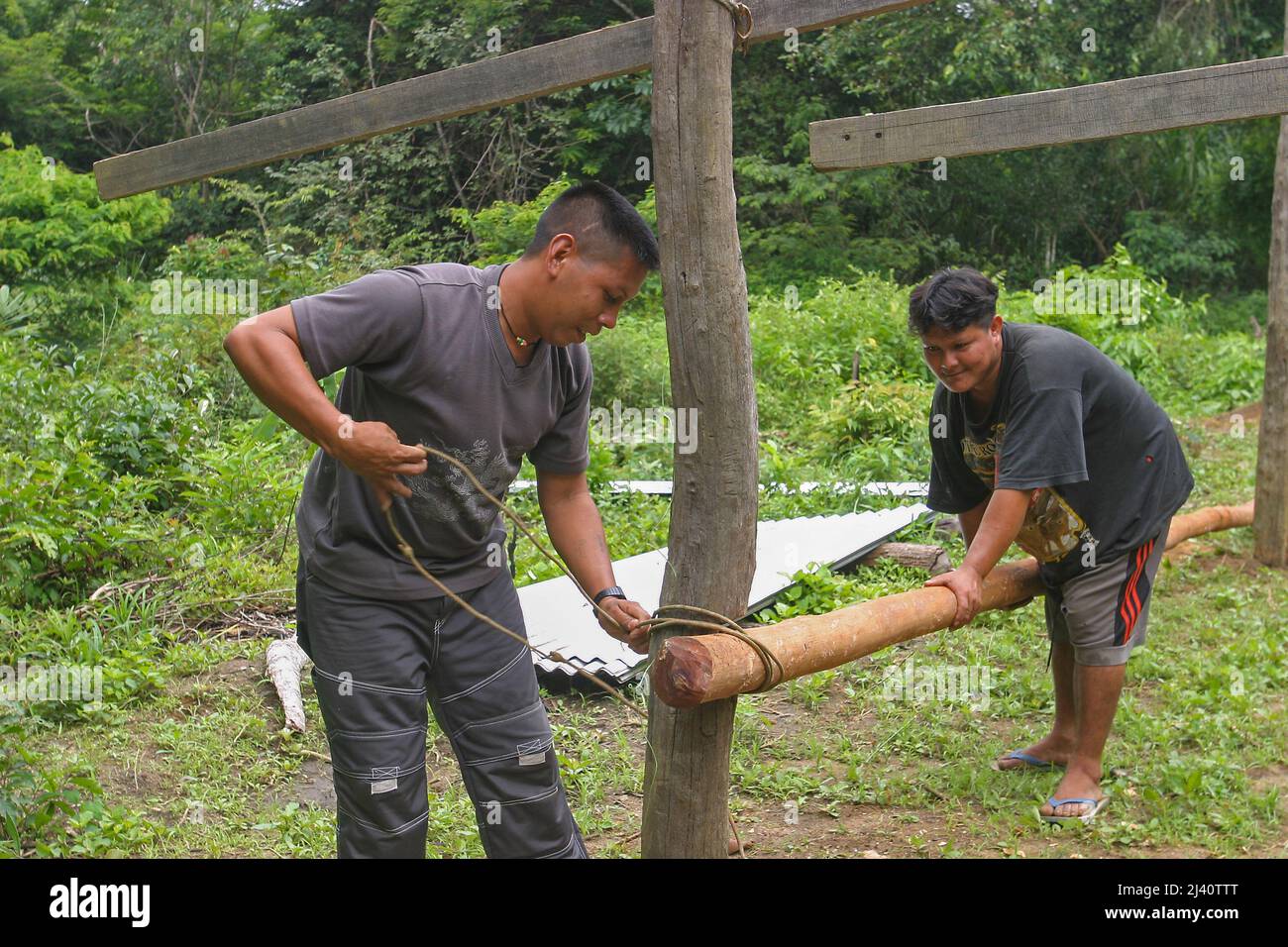 Surinam, im Amazonas-Triumdorf Tepu, wird ein Haus mit Naturprodukten gebaut. Die beiden Männer benutzen Holzstangen aus dem amazonaswald um den herum Stockfoto