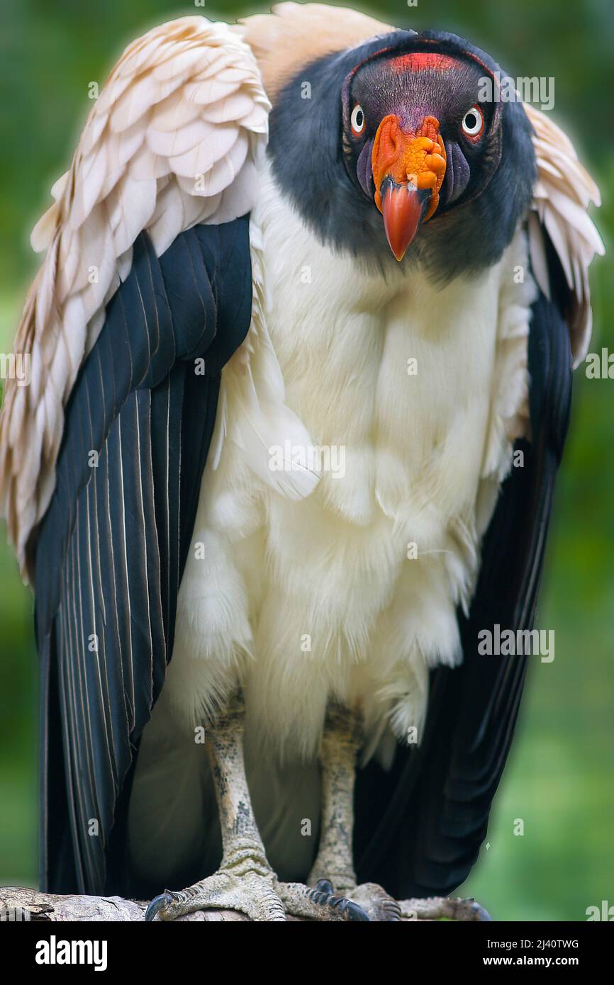 Surinam, der Königsgeier (Sarcoramphus papa) ist ein großer Vogel, der in Mittel- und Südamerika gefunden wird. Es ist ein Mitglied der Familie der Geier der Neuen Welt, Catha Stockfoto