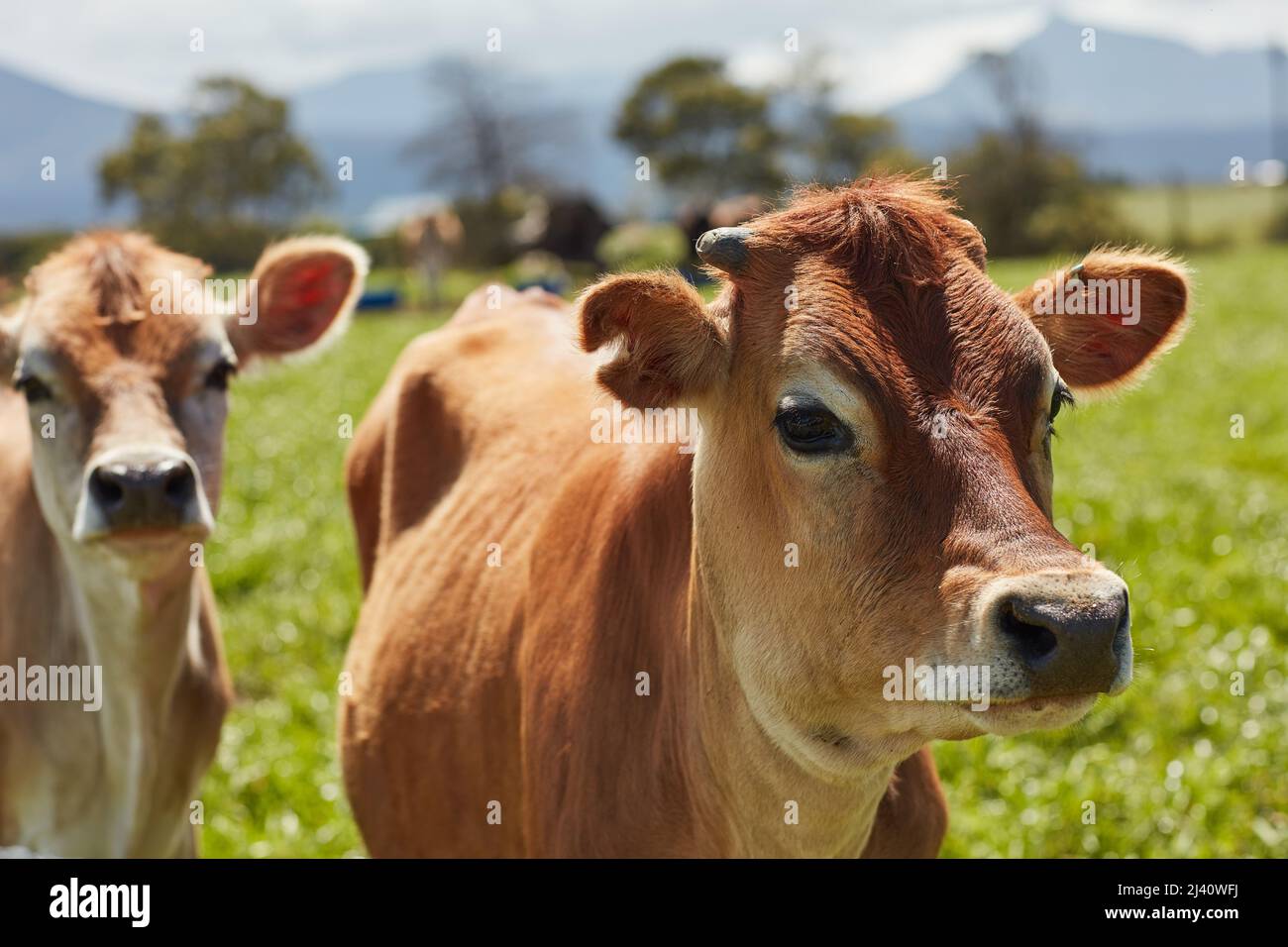 Alles, was sie wollen, ist grünes Gras und Sonnenschein. Aufnahme einer Herde Milchkühe, die auf einer grünen Weide stehen. Stockfoto