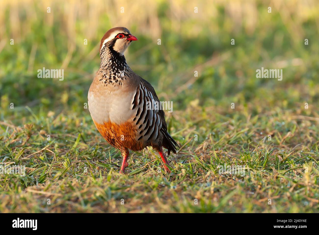 Männliche Rotbeinige Rebhuhn Nahaufnahme auf dem Feld mit Morgensonne in Norfolk England. Wilder Vogel, der auf dem Boden läuft Stockfoto