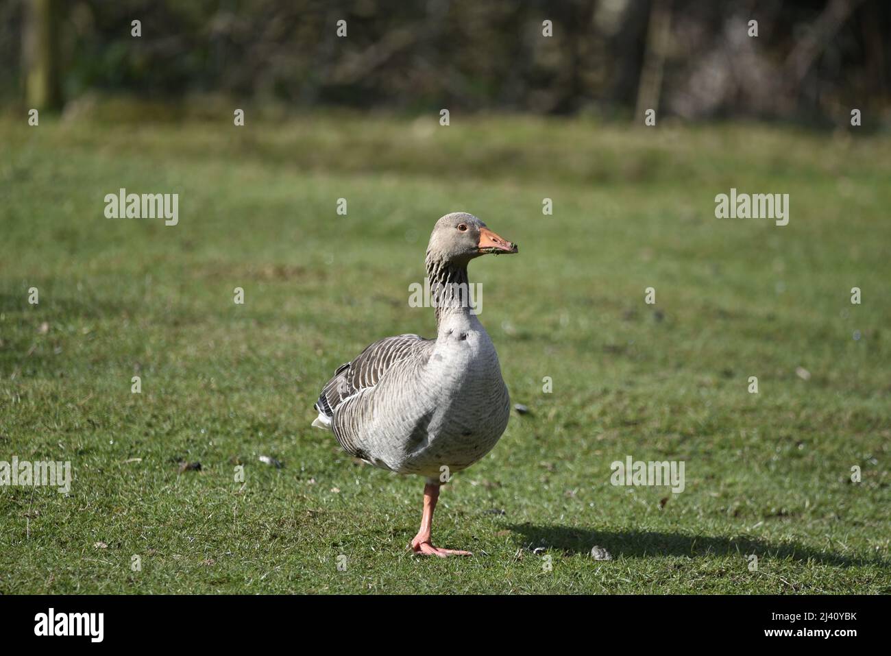 Nahaufnahme der Graugans (Anser anser) Mittelansicht der Kamera mit nach rechts gedrehter Kopf, stehend auf einem Bein in der Sonne in England, Großbritannien Stockfoto