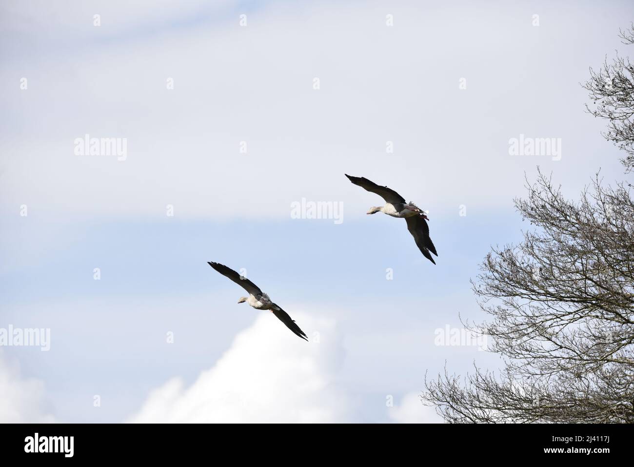Zwei Graugänse (Anser anser), die mit offenen Flügeln und ausgestreckten Hälsen von der Kamera wegfliegen und das linke Profil an einem sonnigen Tag im April in Großbritannien sichtbar machen Stockfoto