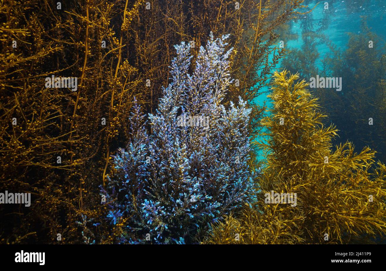 Algen mit blauen und braunen Farben unter Wasser im Ozean (Cystoseira und Sargassum muticum), Ostatlantik, Spanien, Galizien Stockfoto