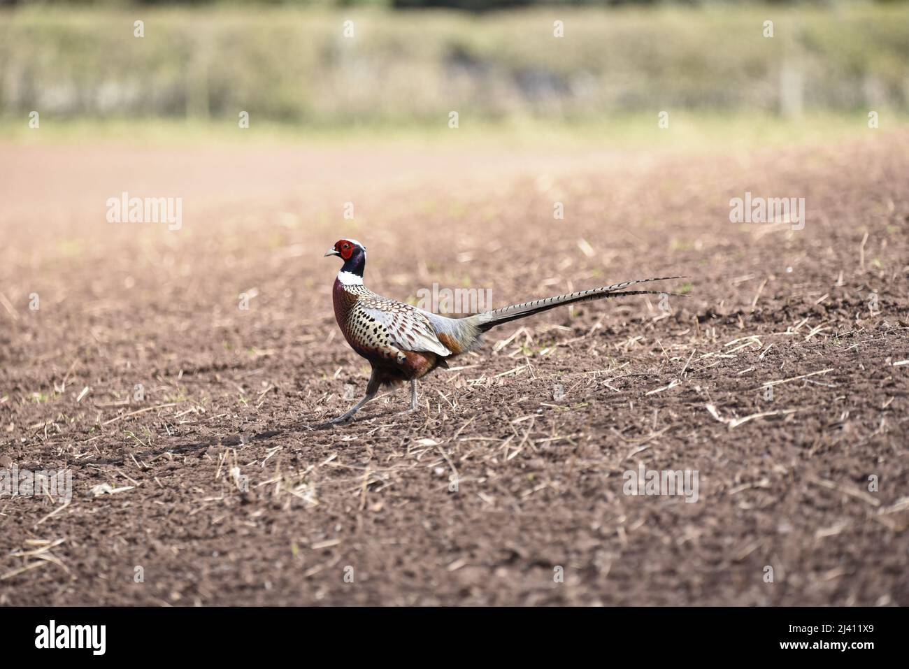 Linkes Profilbild eines männlichen Common Pheasant (Phasianus colchicus), der an einem sonnigen Tag quer durch das Staffordshire Farmland ragt Stockfoto