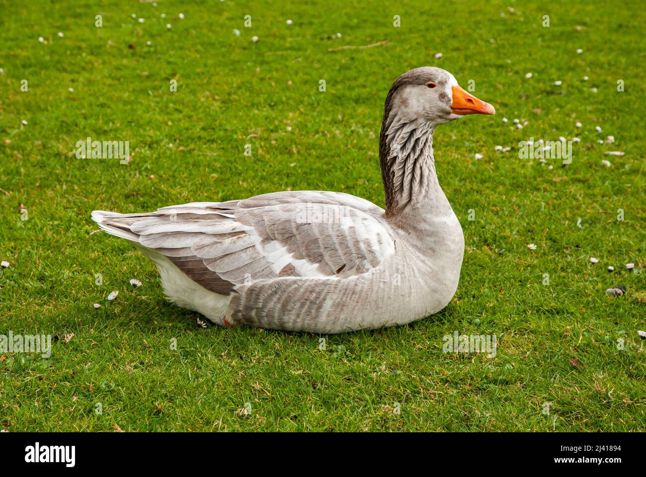 Gänse legen sich in der Nähe auf einer grünen Wiese nieder Stockfoto