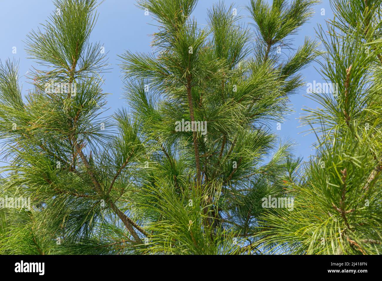 Sibirische Kiefer oder Pinus sibirica, Zweige mit langen grünen flauschigen Nadeln gegen den blauen Himmel Stockfoto