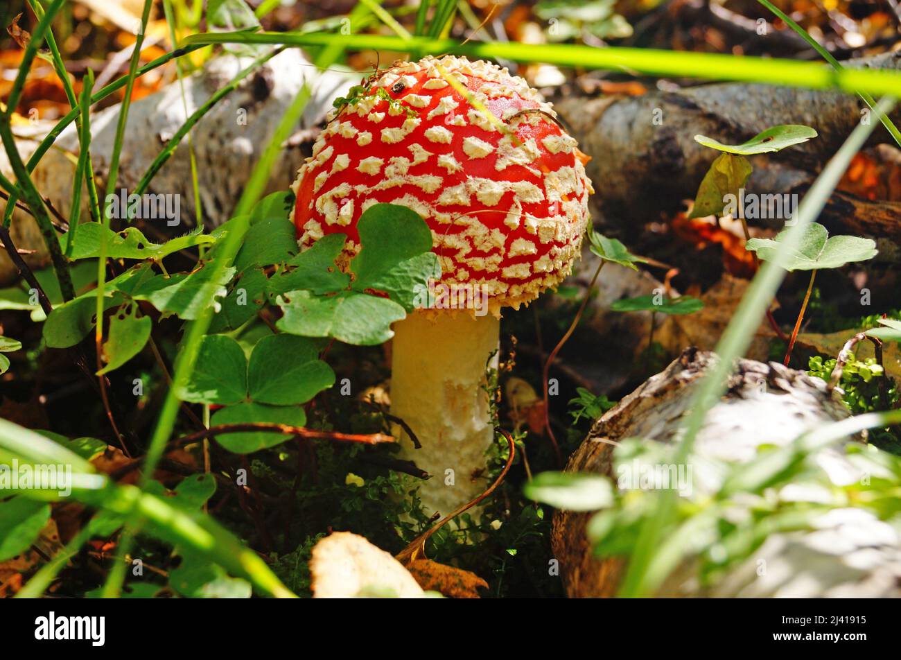 Amanita Pilz mit einer roten Kappe mit weißen Flecken und einem weißen ...