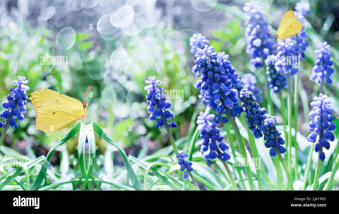 Blaue Muscari und gelbe Schmetterlinge auf unfokussiertem Hintergrund mit Bokeh. Selektiver Fokus, das Konzept des Frühlings Stockfoto