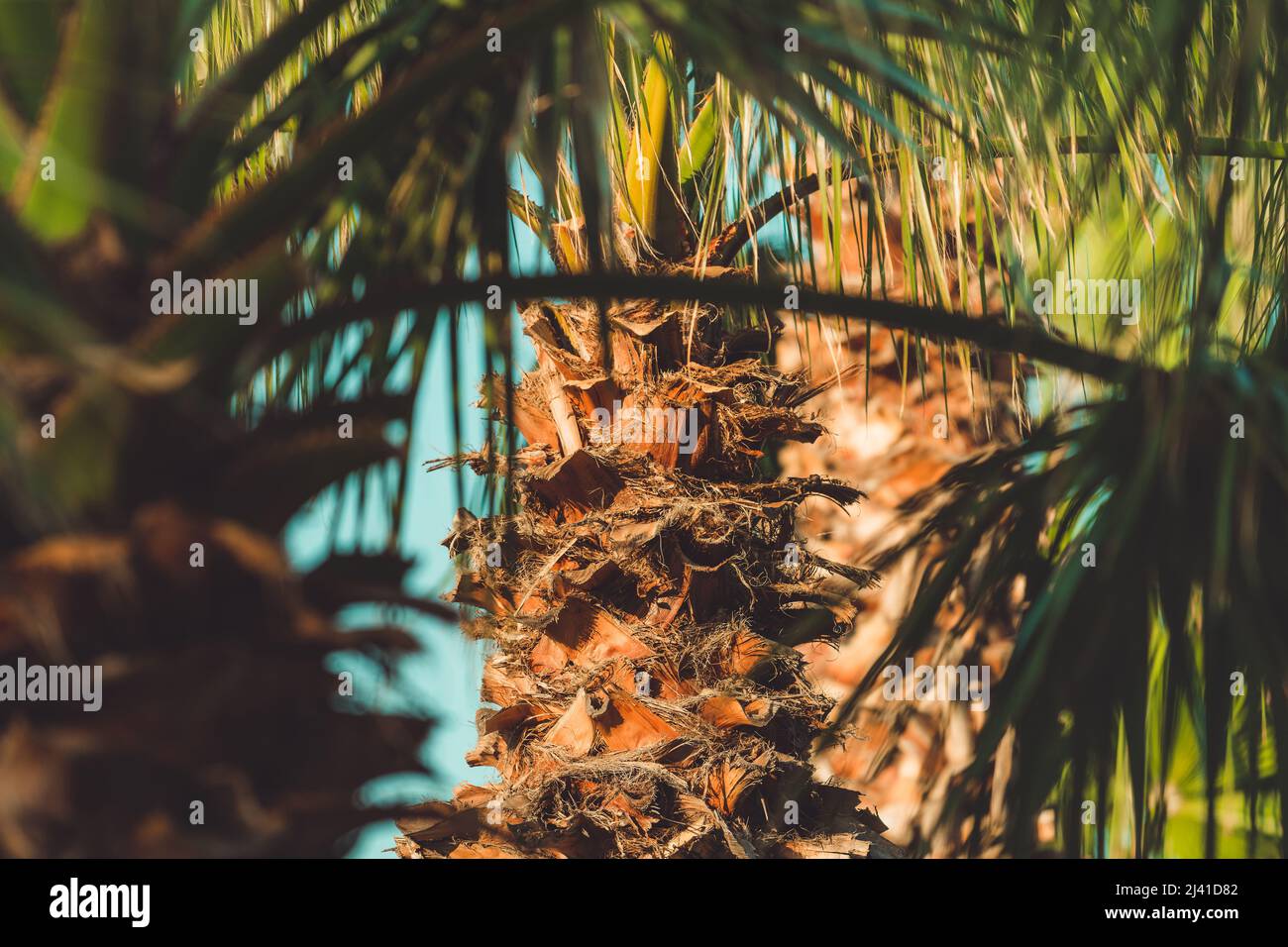 Palmen an der tropischen Küstenlandschaft im Sommer, Sommerurlaub und Urlaubshintergrund Stockfoto