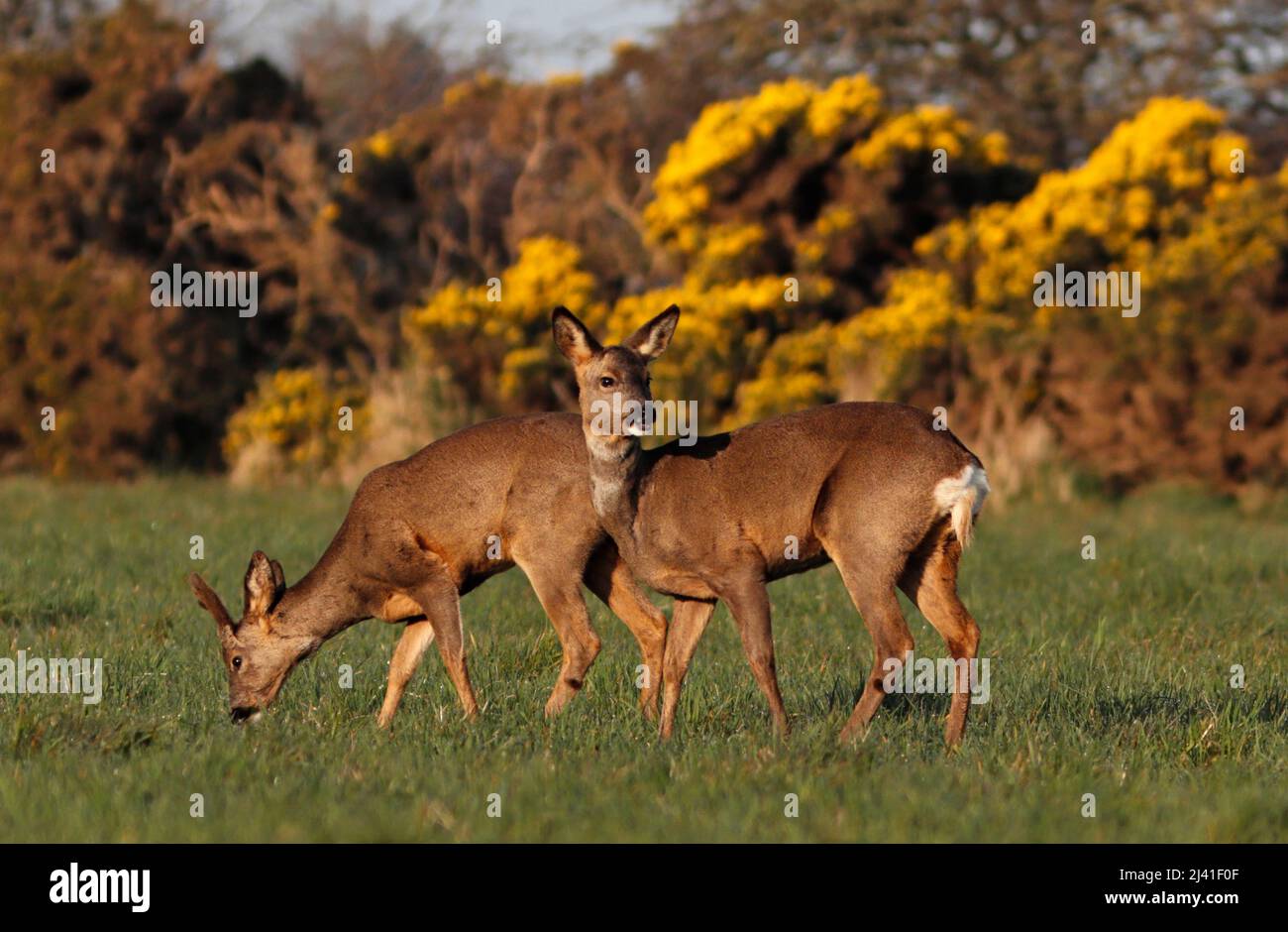 REHE (Weibchen) und Bock (Männchen), die zusammen auf Nahrungssuche gehen, Großbritannien. Stockfoto