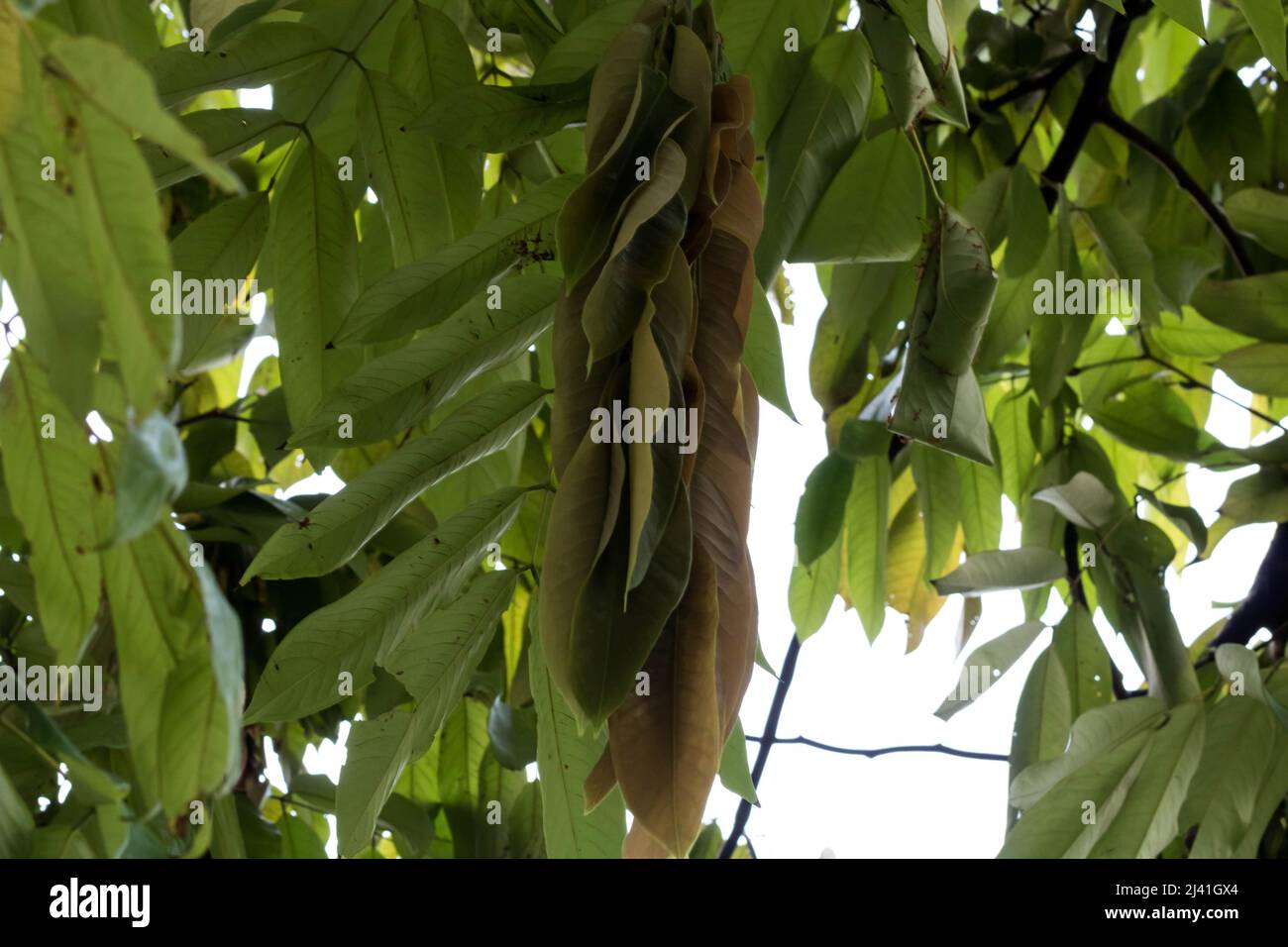 Hängende Blätter des Amherstia Nobilis-Baumes Stockfoto