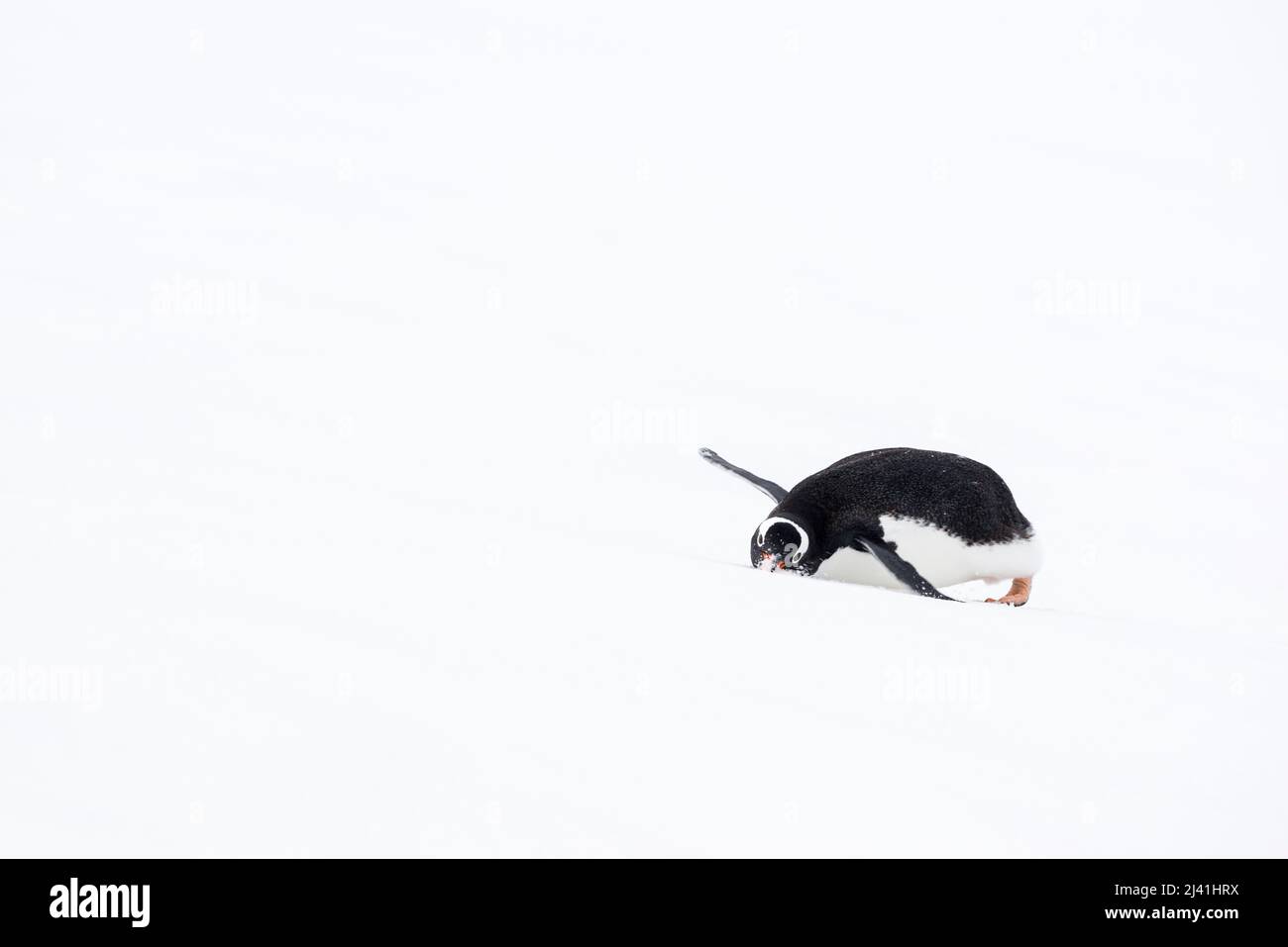 Gentoo-Pinguin (Pygoscelis papua) legt sich und isst Schnee, um Feuchtigkeit zu trinken. Danco Island. Antarktis Stockfoto