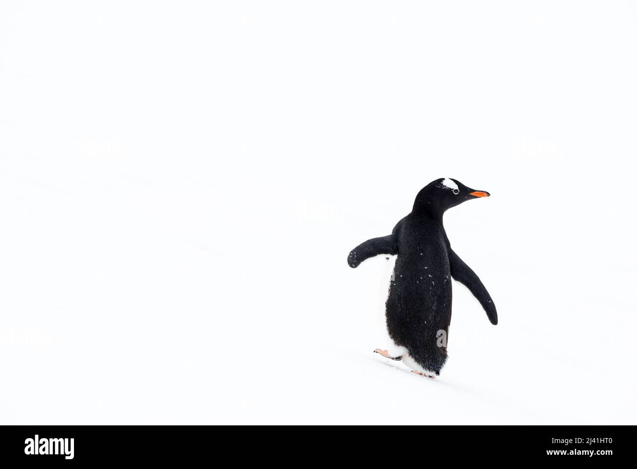 Gentoo-Pinguin (Pygoscelis papua) beim Wandern auf einem Schneefeld. Danco Island. Antarktis Stockfoto