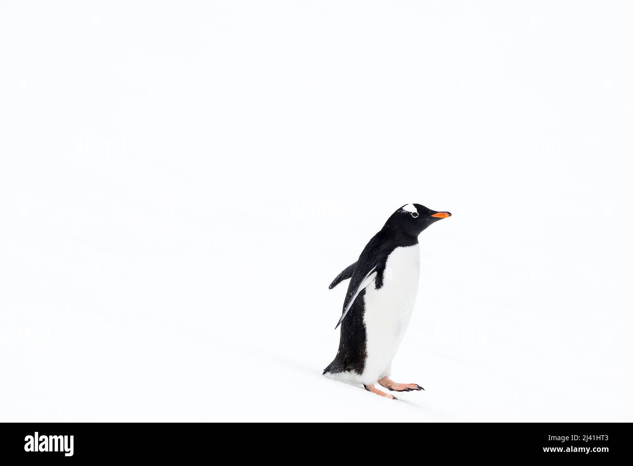Gentoo-Pinguin (Pygoscelis papua), der auf einem Schneefeld bergab läuft. Danco Island. Antarktis Stockfoto