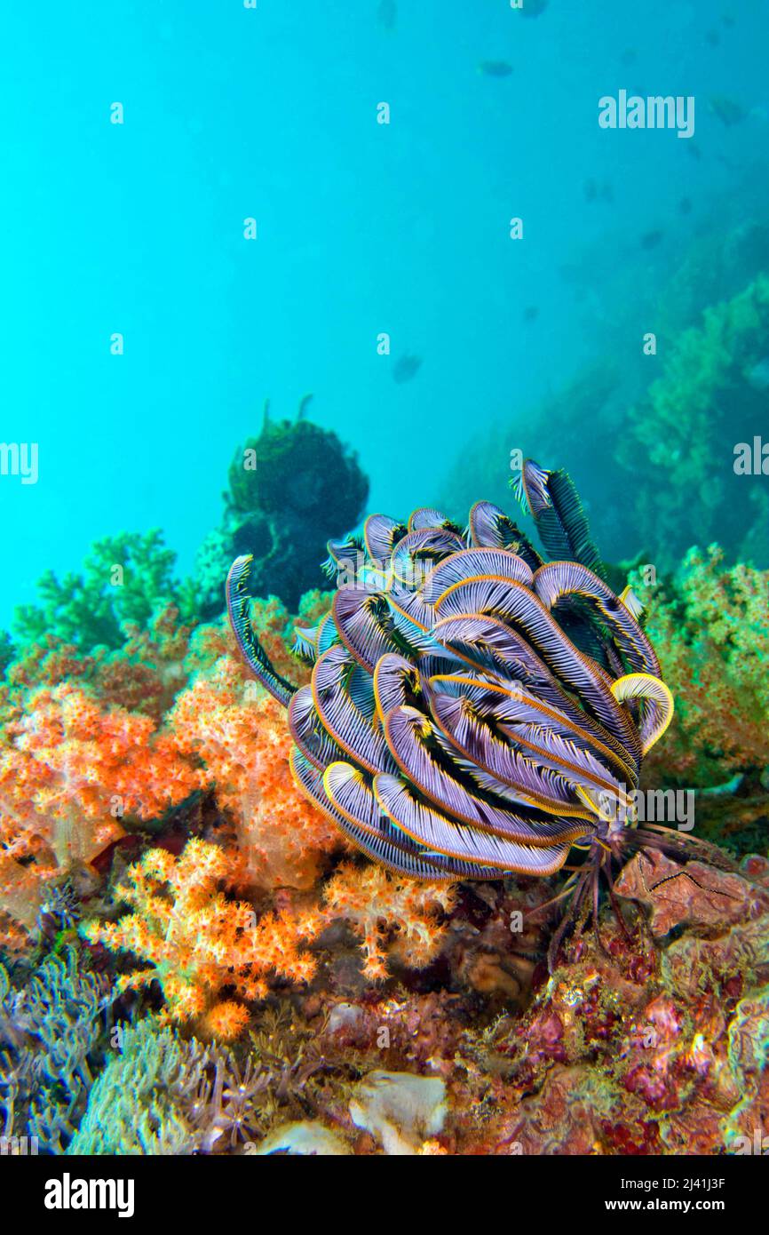 Federstern, Seelilie, Korallenriff, Lembeh, Nord-Sulawesi, Indonesien, Asien Stockfoto