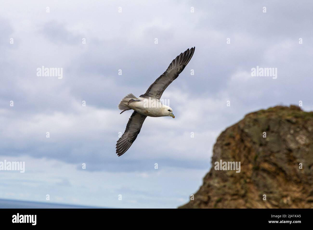 Fulmarer Möwe im Flug an Hell's Mouth, Nordküste, Cornwall Stockfoto