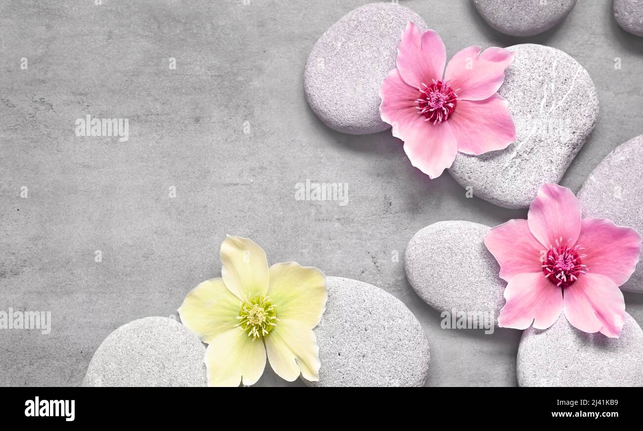 Spa-Steine und rosa Blumen auf dem grauen Hintergrund. Spa-Konzept. Stockfoto