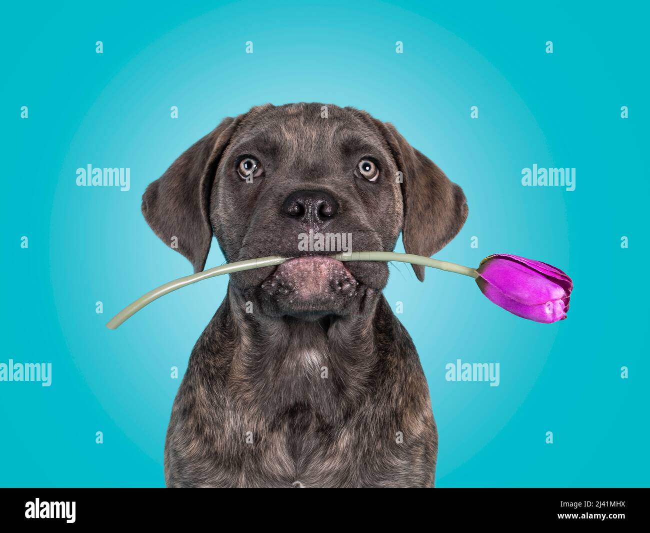 Kopfschuss des niedlichen brindling Cane Corso Hund Welpen, sitzen nach vorne. Blick in Richtung Kamera mit lila gefälschte Blume im Mund. Isoliert auf einem Volumenkörper Stockfoto