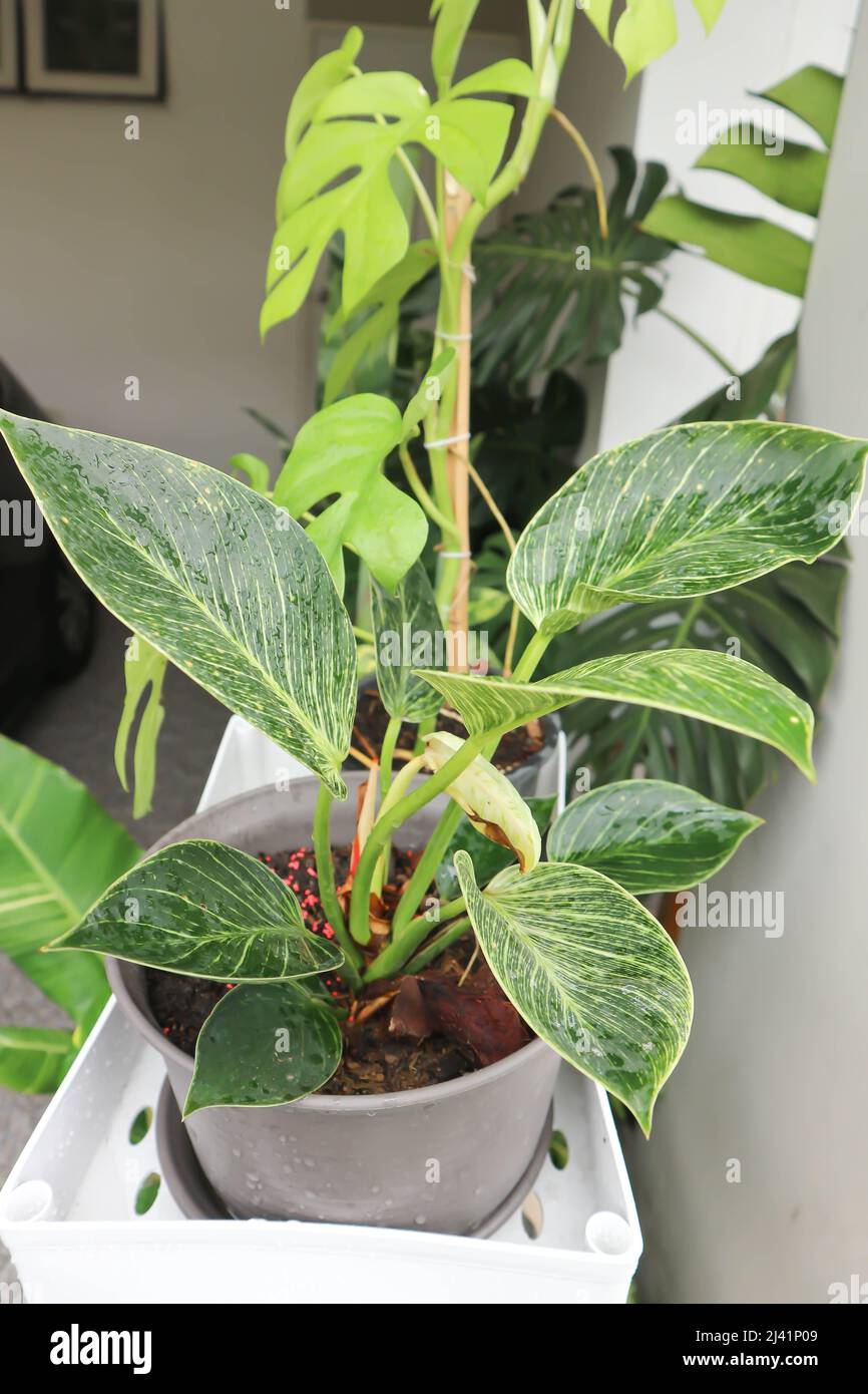 Philodendron , Philodendron birkin oder bicolor Pflanze auf dem Regal  Stockfotografie - Alamy