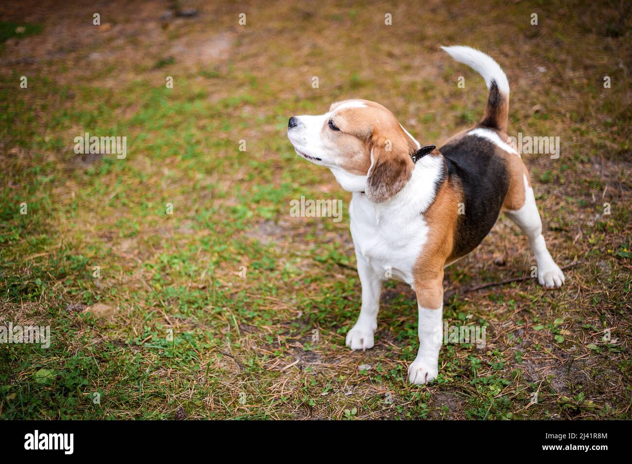 Hound Beagle auf einem Spaziergang im Herbst Park Stockfoto
