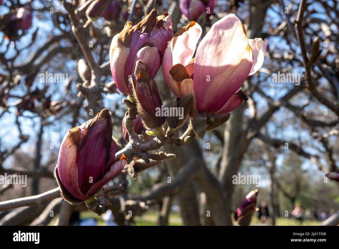 Ein kalter Einbruch in New York City beschädigte blühende Bäume, März 2022, USA Stockfoto