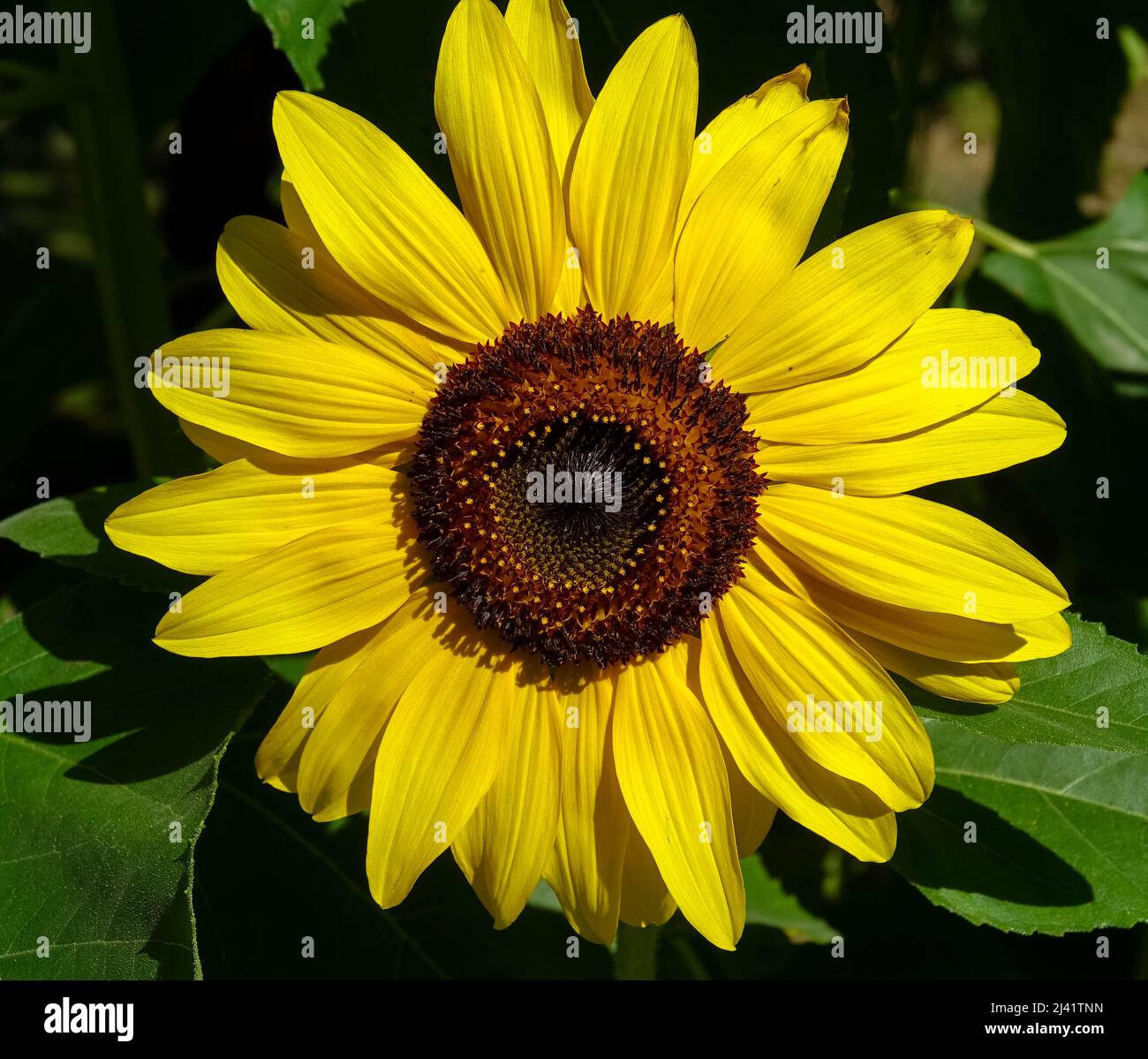 Sonnenblumenblüte aus nächster Nähe. Der Ukraine-Konflikt schafft einen Notfall für Sonnenblumenöl. Drohende Ernteausfälle. Herstellung von Sonnenblumenöl Stockfoto