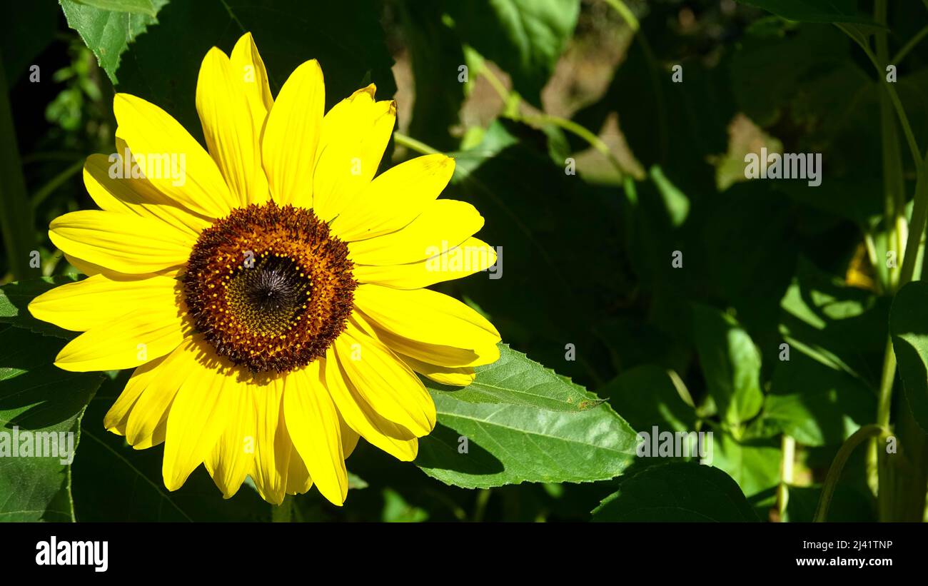 Sonnenblumenblüte aus nächster Nähe. Der Ukraine-Konflikt schafft einen Notfall für Sonnenblumenöl. Drohende Ernteausfälle. Herstellung von Sonnenblumenöl Stockfoto