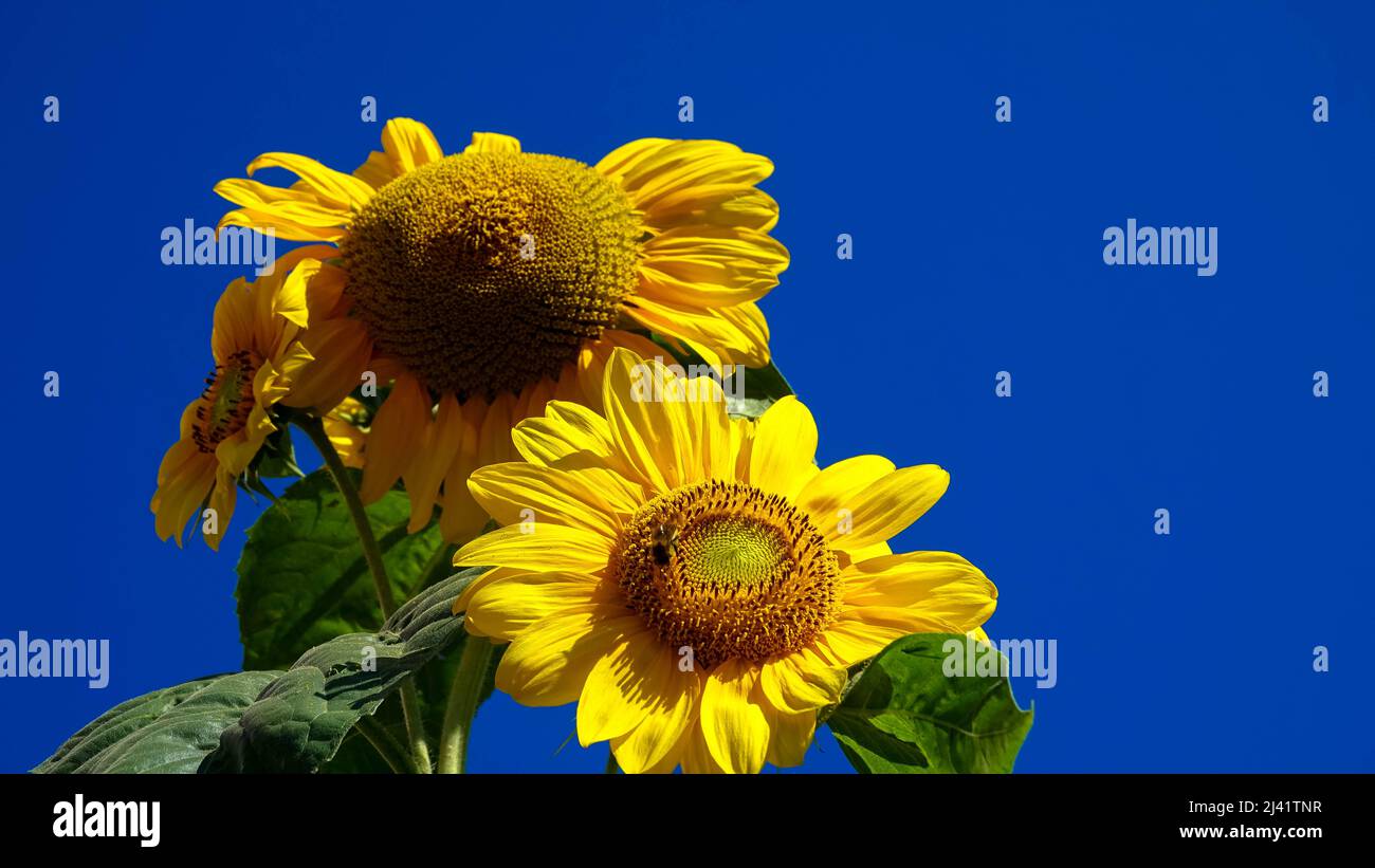 Sonnenblumenblüte aus nächster Nähe. Der Ukraine-Konflikt schafft einen Notfall für Sonnenblumenöl. Drohende Ernteausfälle. Herstellung von Sonnenblumenöl Stockfoto