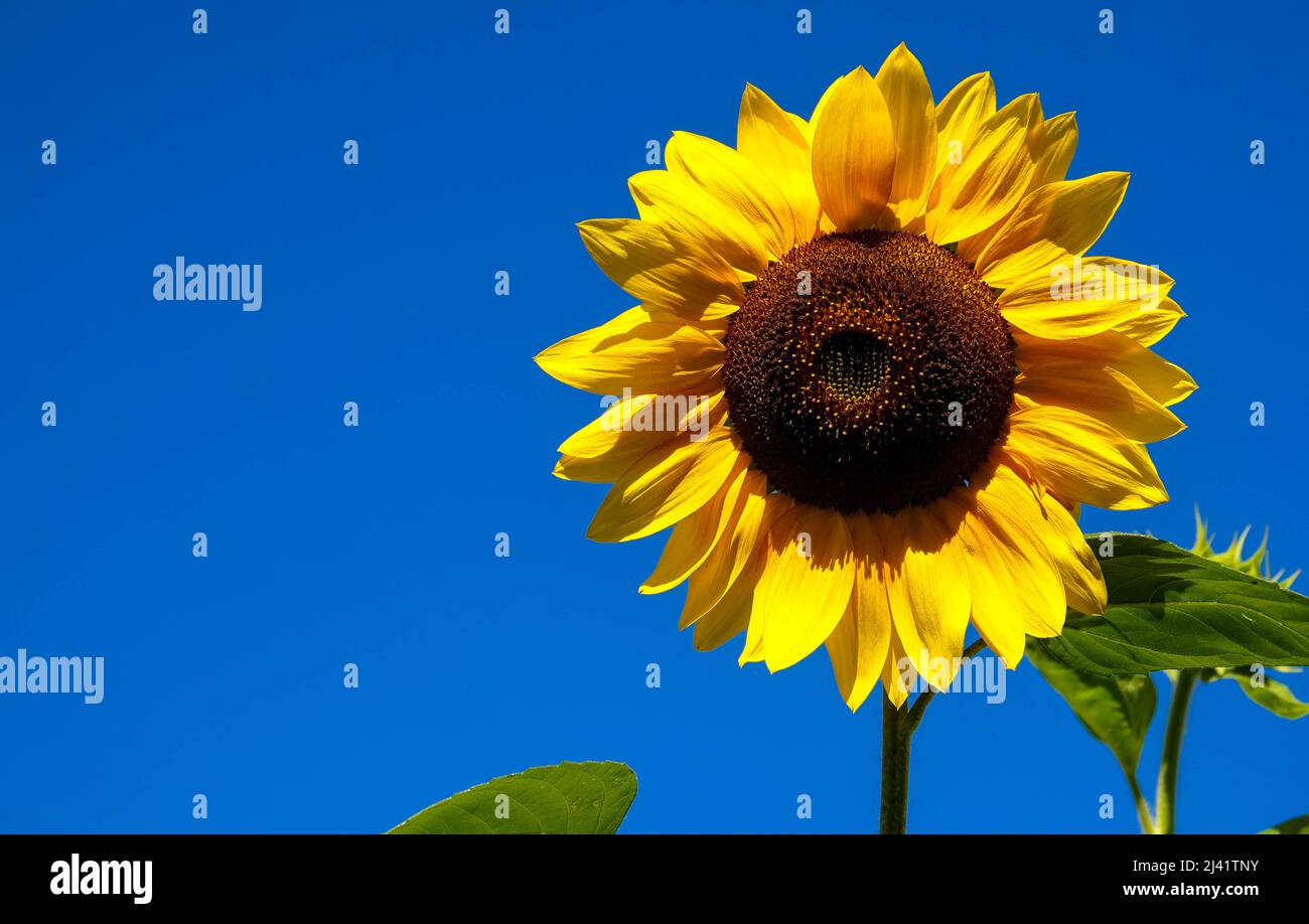 Sonnenblumenblüte aus nächster Nähe. Der Ukraine-Konflikt schafft einen Notfall für Sonnenblumenöl. Drohende Ernteausfälle. Herstellung von Sonnenblumenöl Stockfoto