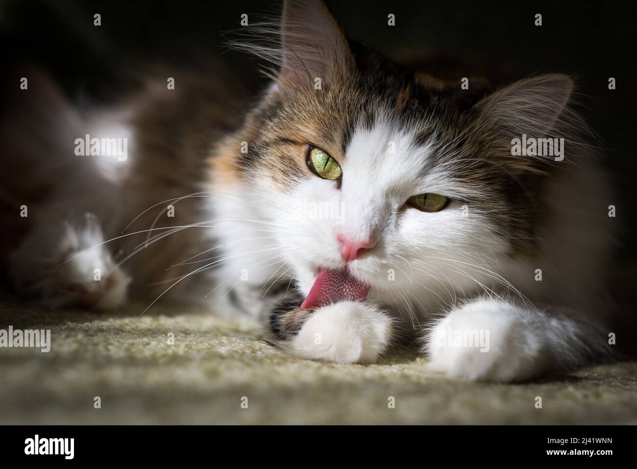 Flauschige Katze leckt sich mit der Zunge die Haare Stockfoto