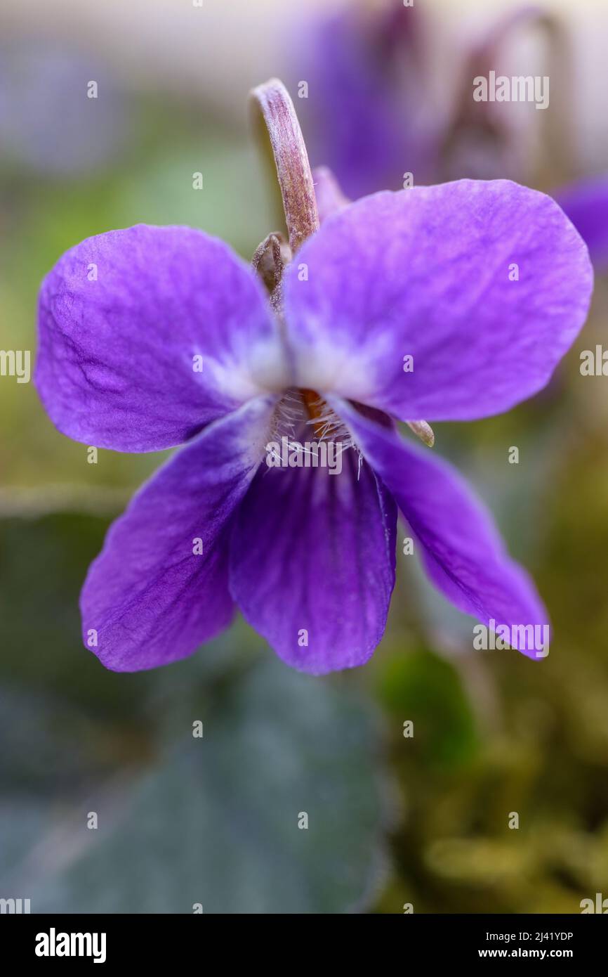 Lila wilde Veilchen auf dem Feld, lila Veilchen mit zarten Blütenblättern, blühende Veilchen, Frühlingsblumen Makro, Schönheit in der Natur, Blütenkopf, Blumen Stockfoto