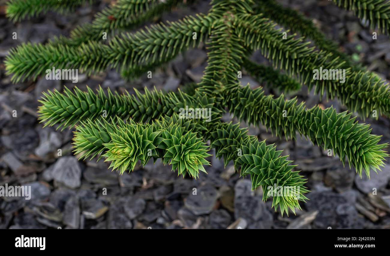 Araucaria araucana grüne Blätter auf Baum, Nahaufnahme, natürlicher Hintergrund. Stockfoto