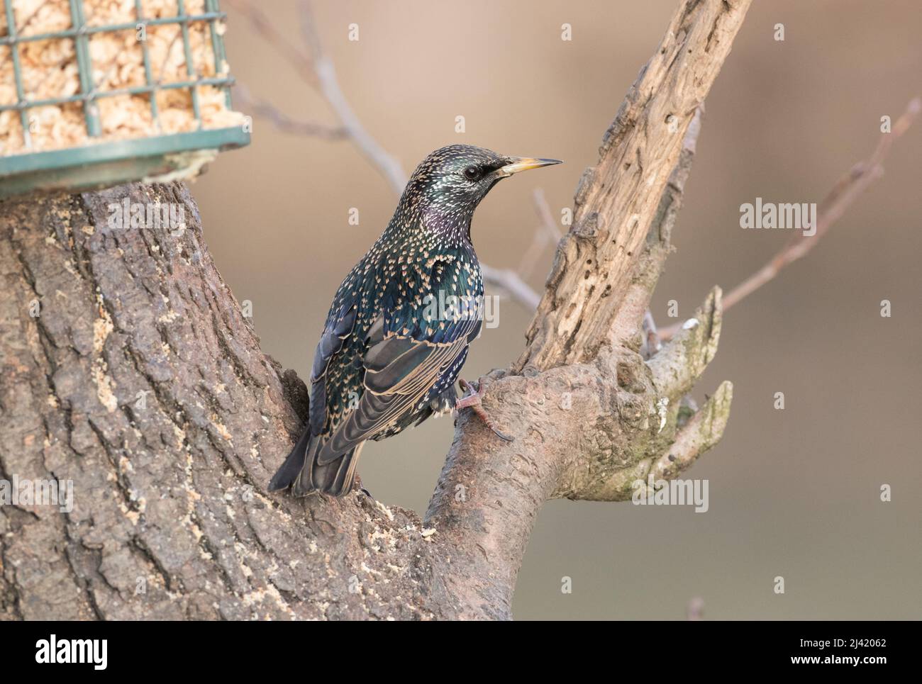 Starling thronte in einem Baum in der Nähe eines Vogelfutterhäuschen in North Yorkshire Stockfoto