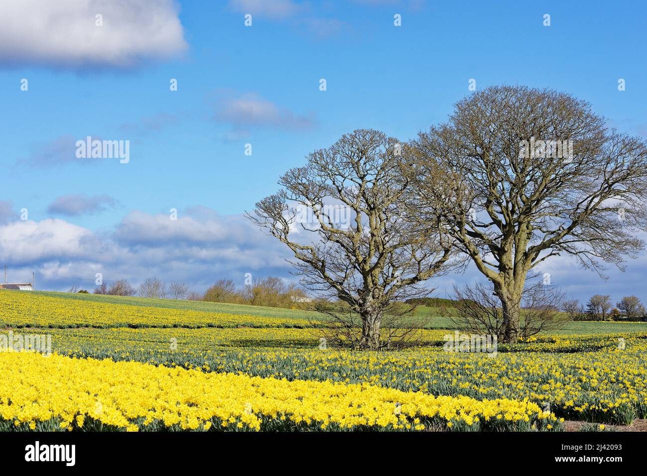 KINNEFF STONEHAVEN SCHOTTLAND ACKERLAND BLAUER HIMMEL EIN FELD VON NARZISSEN UND ZWEI BÄUMEN IM FRÜHEN FRÜHLING Stockfoto