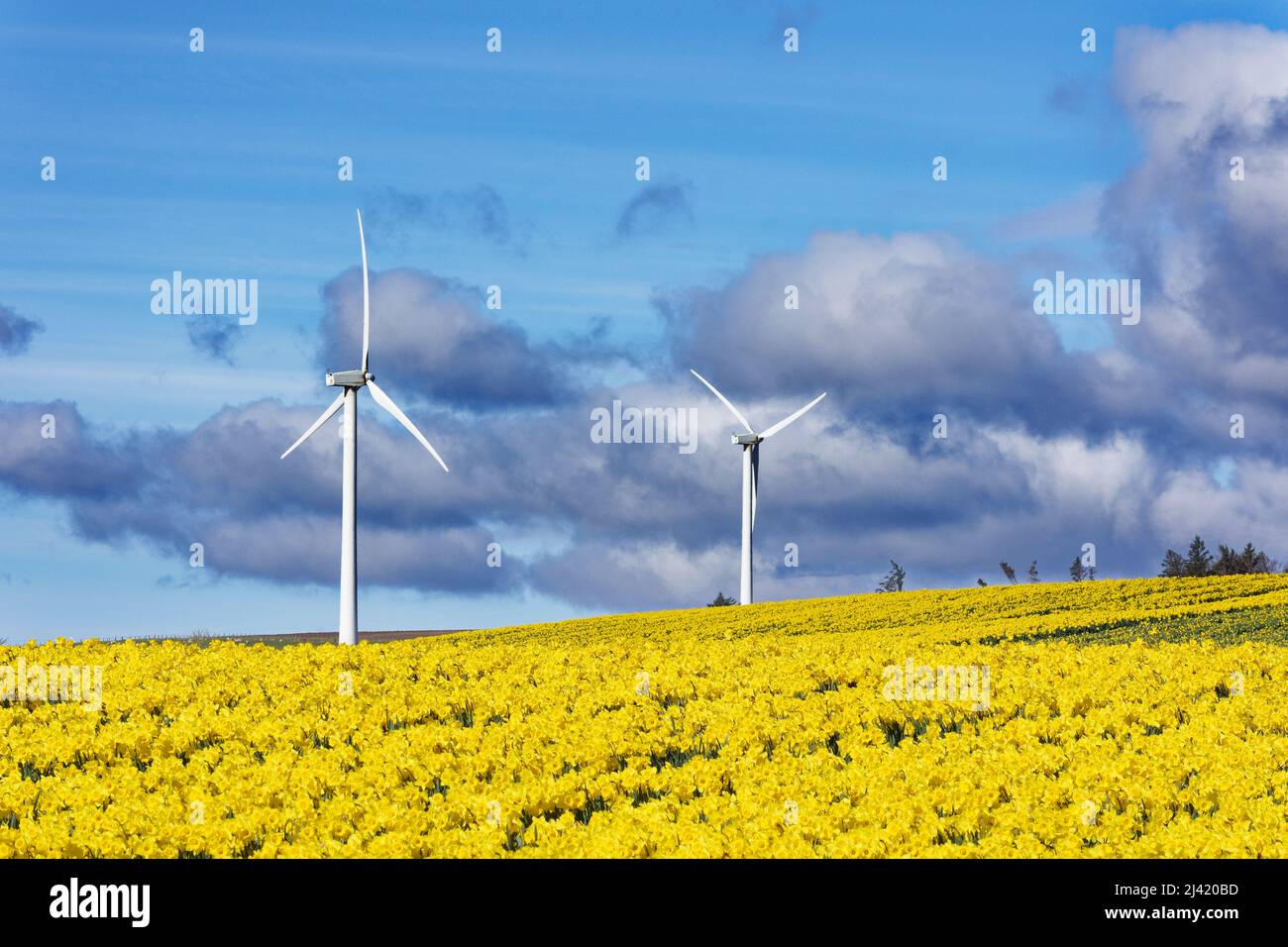 KINNEFF STONEHAVEN SCHOTTLAND ACKERLAND BLAUER HIMMEL FELD VON NARZISSEN UND ZWEI WINDTURBINEN IM FRÜHEN FRÜHJAHR Stockfoto