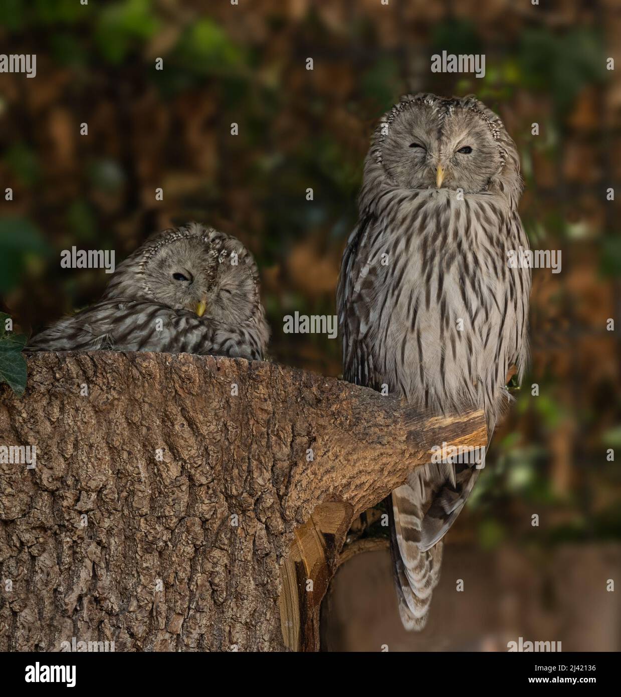 Ural-Eulenpaar (Strix uralensis), Portrait, Baden Württemberg, Deutschland, Europa Stockfoto
