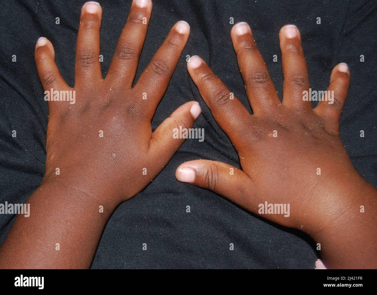 Braune und weiße Pferde Stockfoto